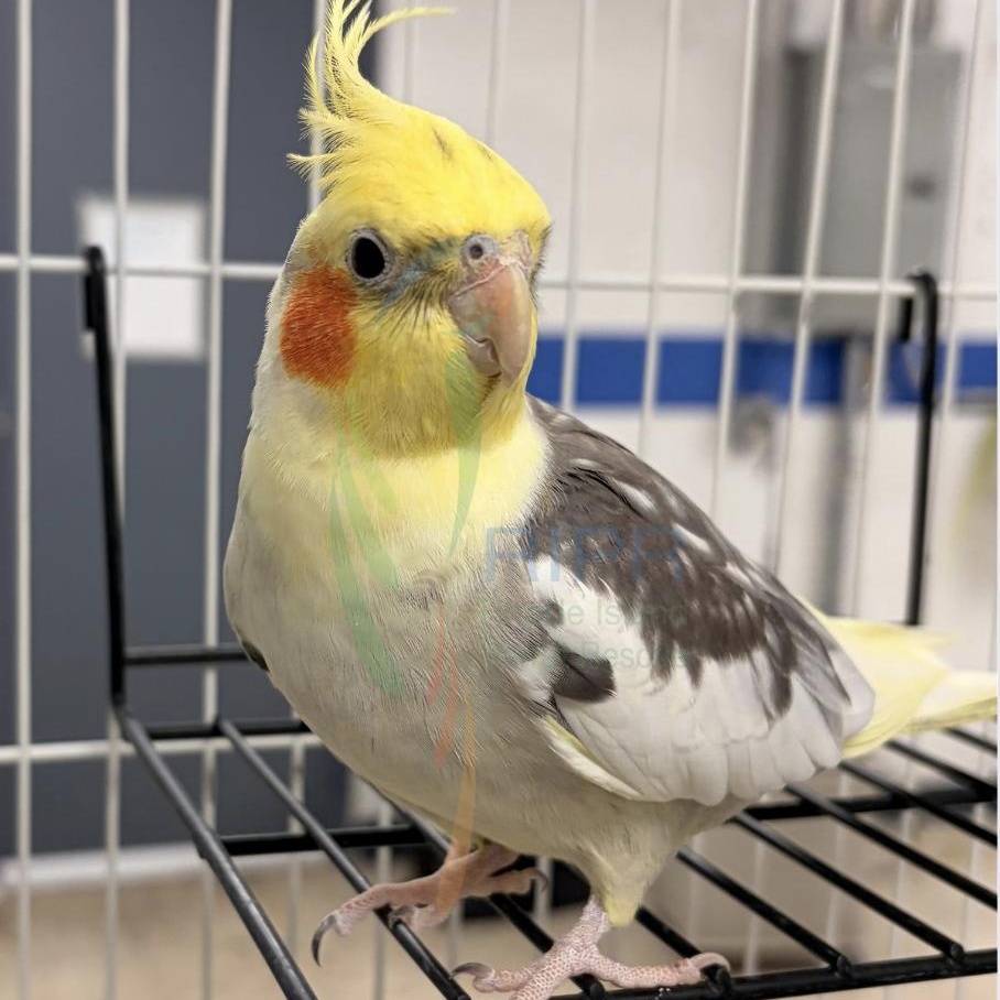 Moe, adopted, Adult Unknown Cockatiel.