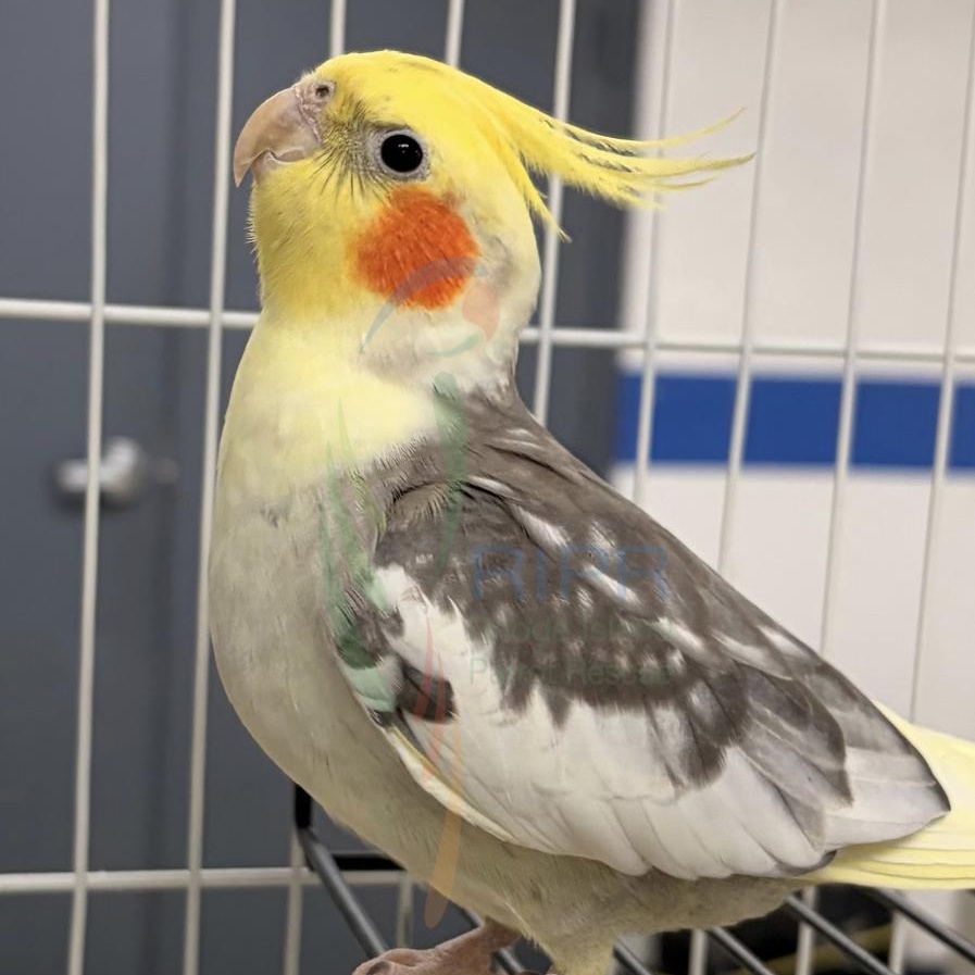 Enlarge Moe, an adopted Cockatiel in Warwick, RI image 4/4
