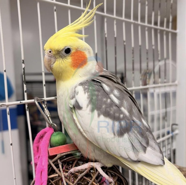 Enlarge Moe, an adopted Cockatiel in Warwick, RI image 3/4