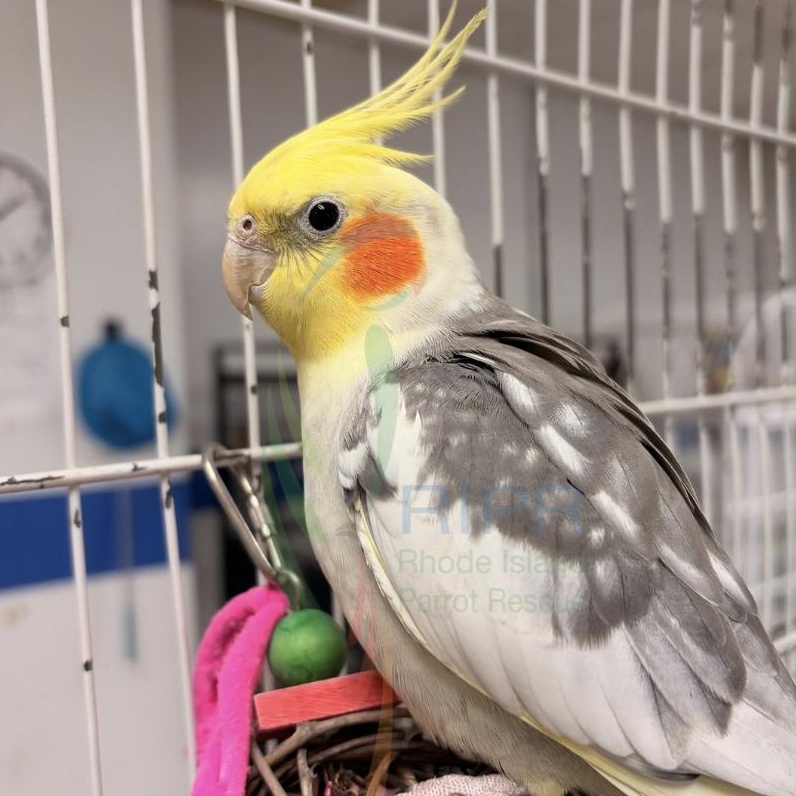Enlarge Moe, an adopted Cockatiel in Warwick, RI image 2/4