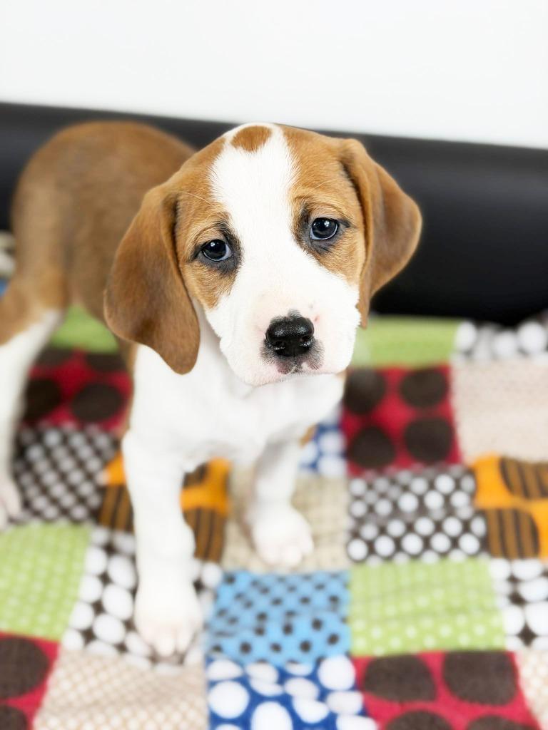 Retro Toy Litter  thumbnail 2