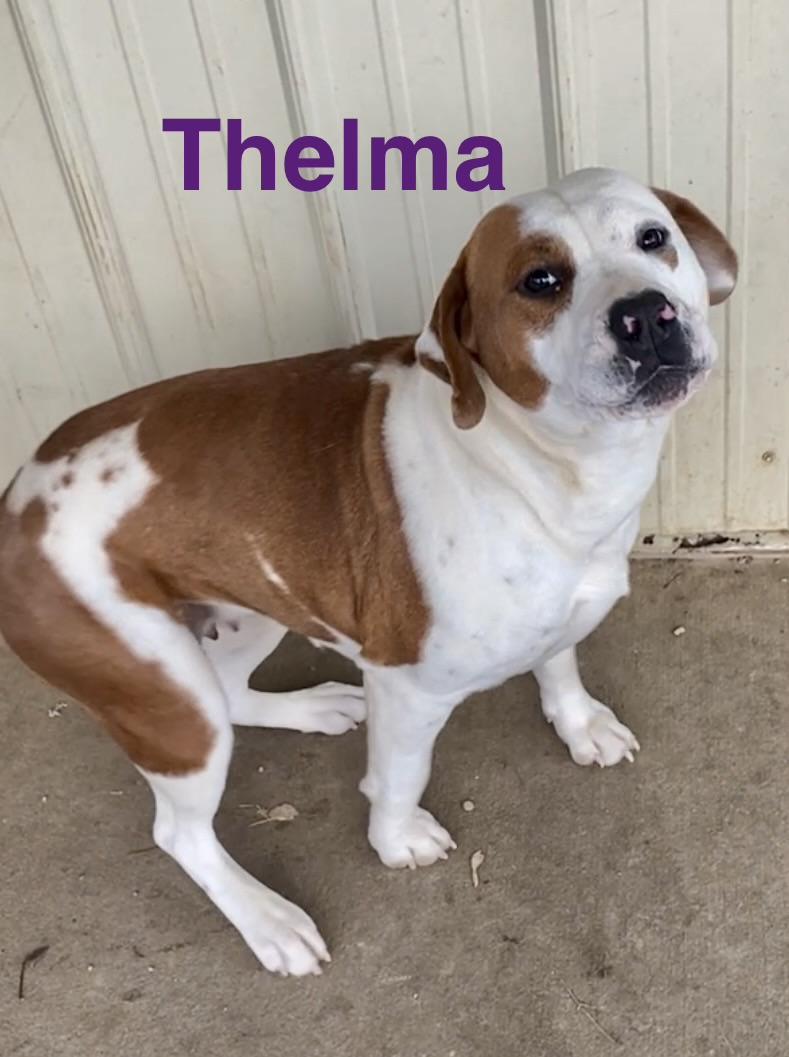 Thelma, a ADOPTABLE Mixed Breed in Pomeroy, OH image 3/3