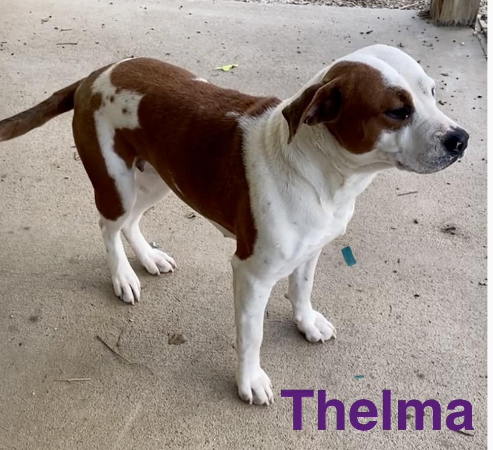 Thelma, a ADOPTABLE Mixed Breed in Pomeroy, OH image 2/3