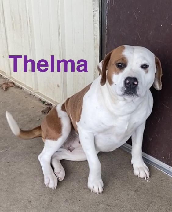 Thelma, ADOPTABLE, Young Female Mixed Breed.