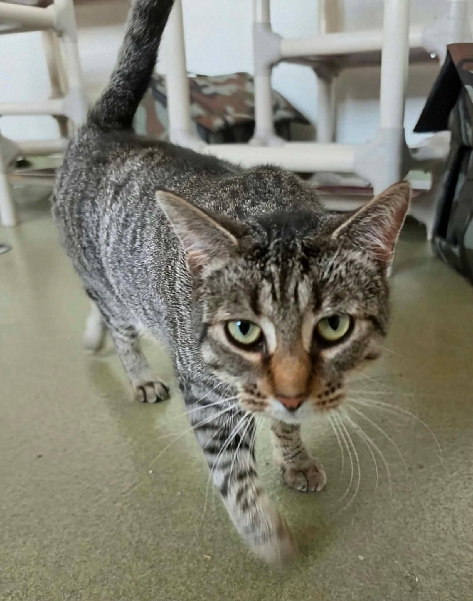 Squirrel, adopted, Young Female Domestic Short Hair.