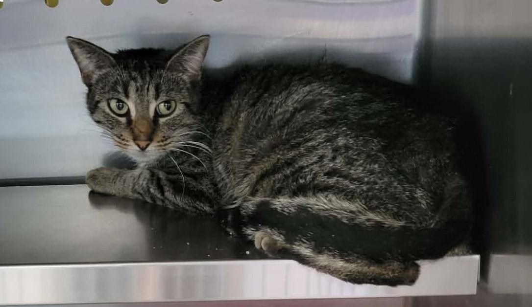 Enlarge Squirrel, an adopted Domestic Short Hair in Ionia, MI image 2/2