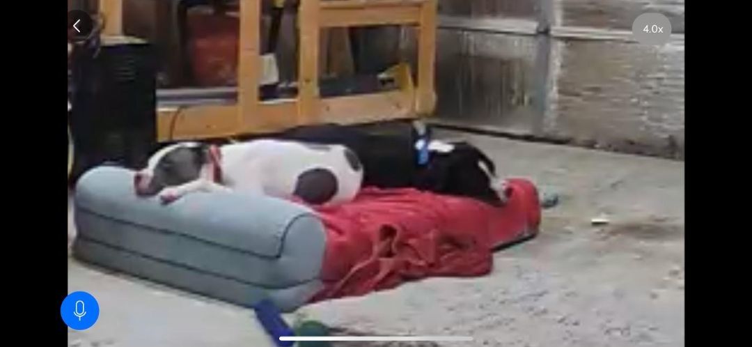 Pumpkin, Adoptable, Adult Female American Staffordshire Terrier.