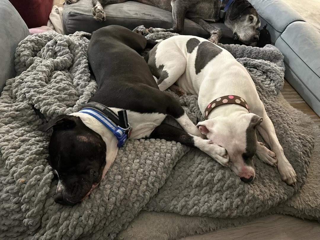 Enlarge Pumpkin, a Adoptable American Staffordshire Terrier in Houston, TX image 2/6