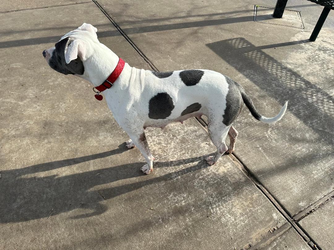 Enlarge Pumpkin, a Adoptable American Staffordshire Terrier in Houston, TX image 3/6