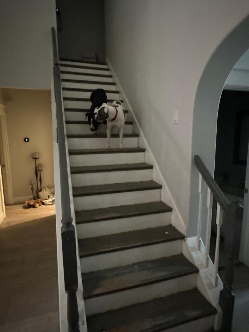 Enlarge Pumpkin, a Adoptable American Staffordshire Terrier in Houston, TX image 4/6