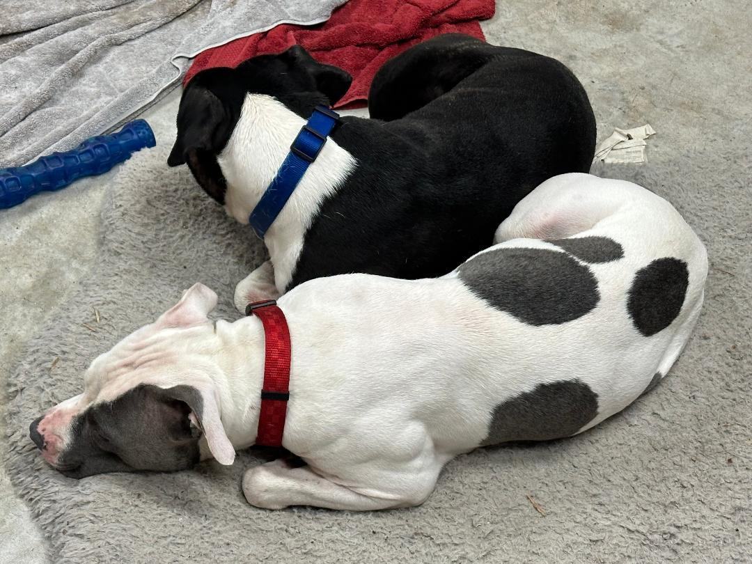 Enlarge Pumpkin, a Adoptable American Staffordshire Terrier in Houston, TX image 5/6