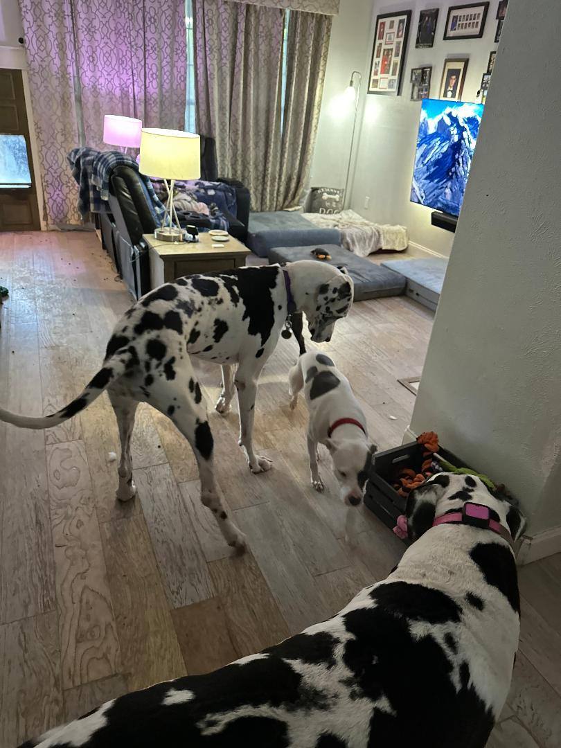 Enlarge Pumpkin, a Adoptable American Staffordshire Terrier in Houston, TX image 6/6