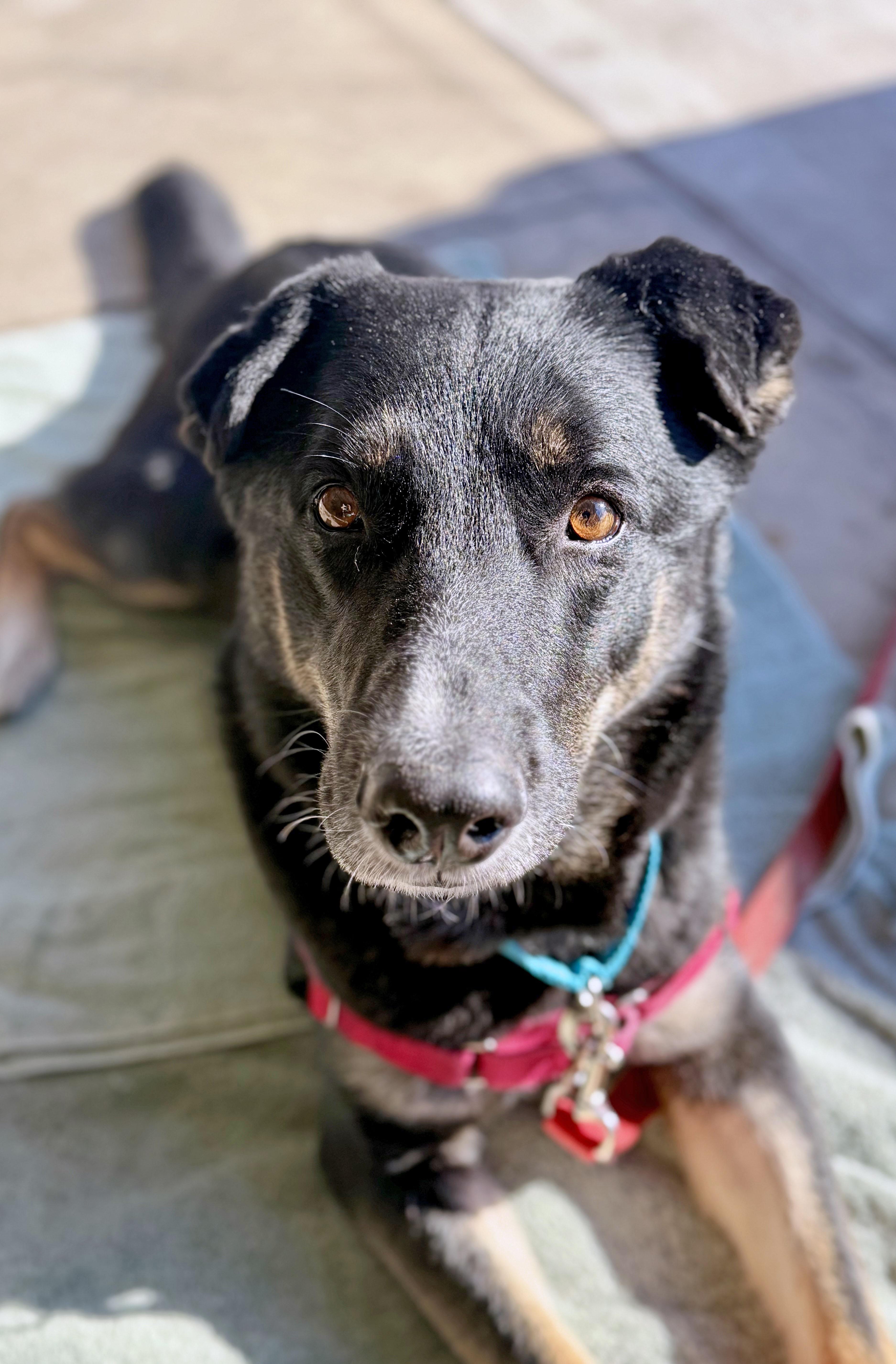 Cash-Good with dogs, cats & people!, an adoptable mixed breed in Oshkosh, WI image 5/6