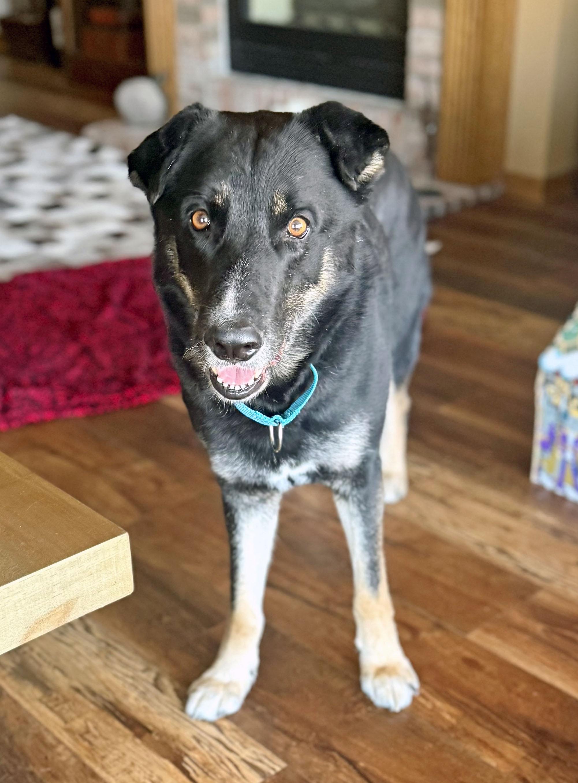 Cash-Good with dogs, cats & people!, an adoptable mixed breed in Oshkosh, WI image 4/6