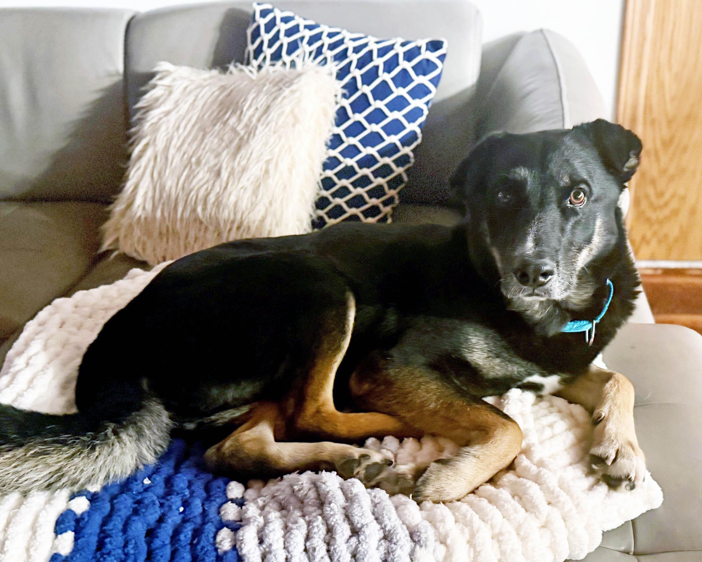 Cash-Good with dogs, cats & people!, an adoptable mixed breed in Oshkosh, WI image 6/6