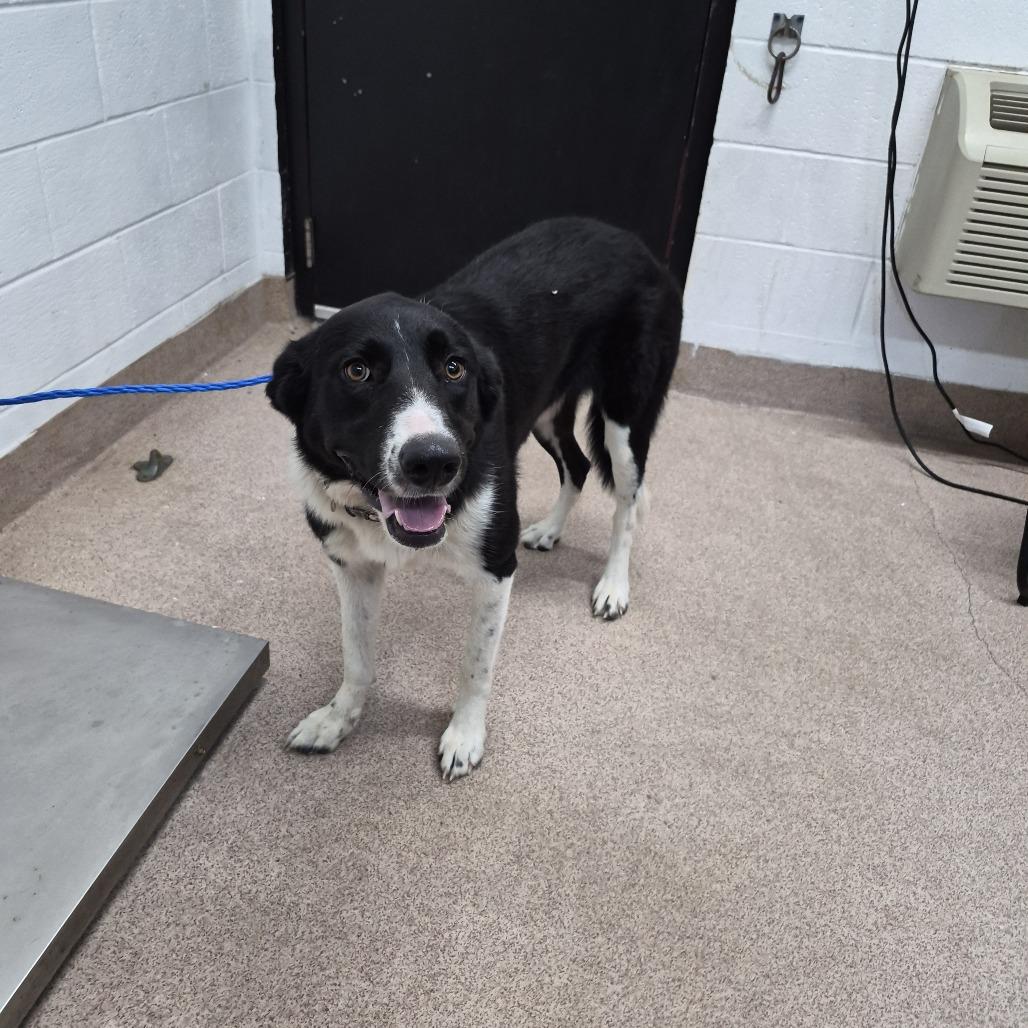 Jinx, Adoptable, Adult Female Collie & Mixed Breed.