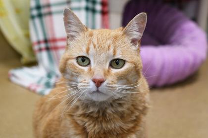 Grace, Adoptable, Senior Female Domestic Short Hair & Domestic Short Hair.