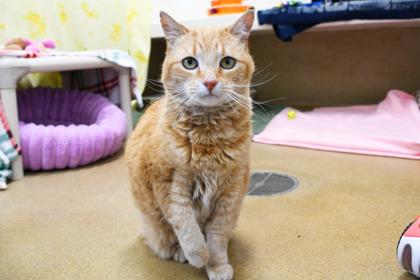 Enlarge Grace, a Adoptable mixed breed in Scotia, NY image 2/3