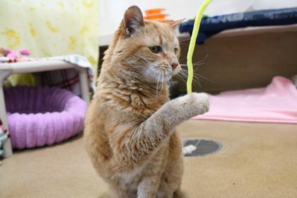 Enlarge Grace, a Adoptable mixed breed in Scotia, NY image 3/3