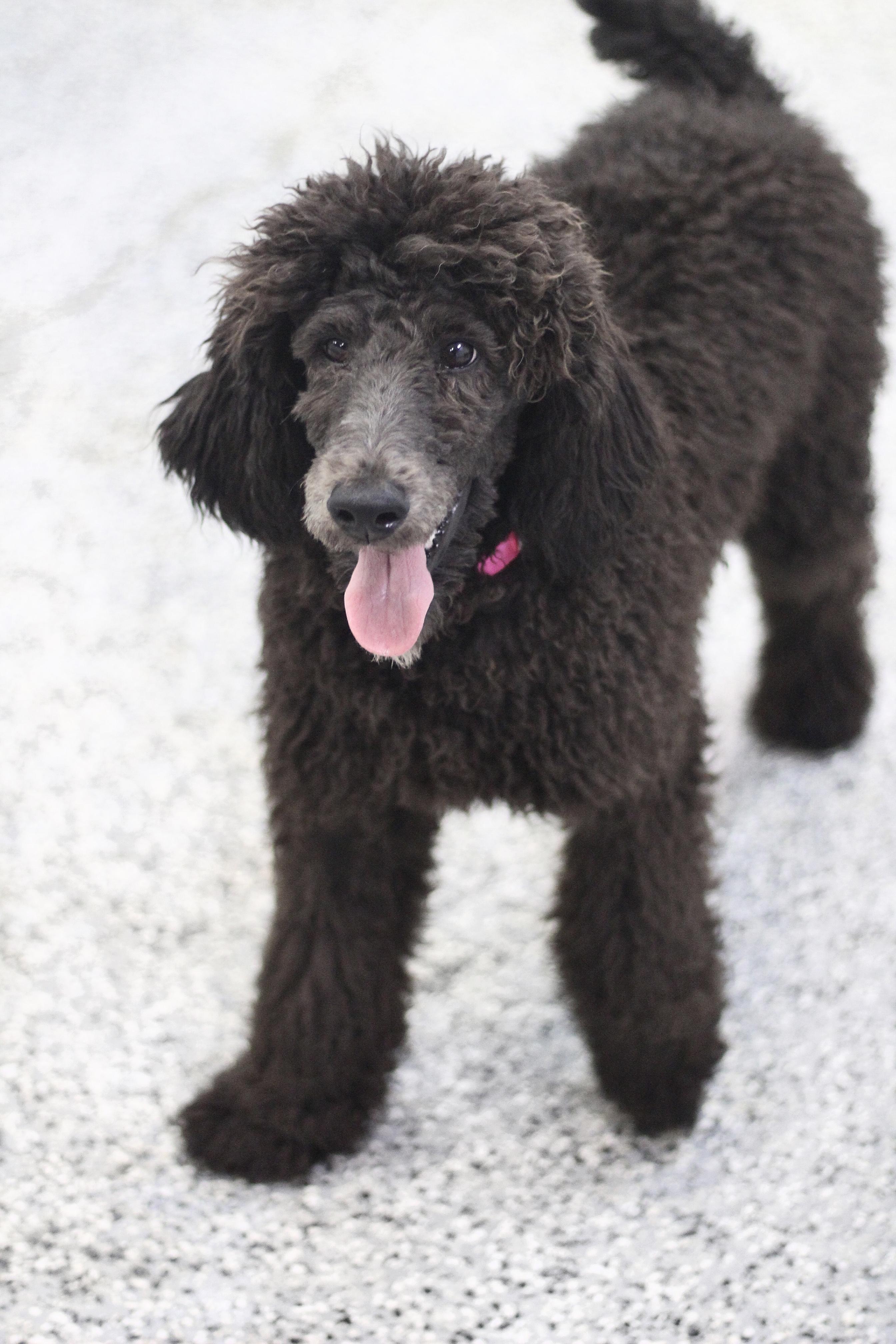 Frida in NH! Come Meet our Adoptable Dogs Wednesday-Saturday. More info in Bio!, adopted, Young Female Standard Poodle.