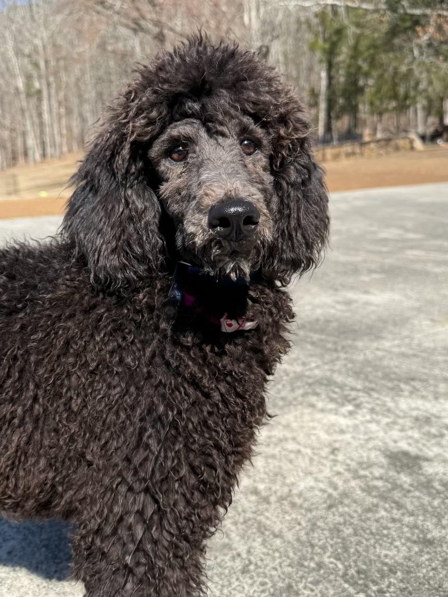 Enlarge Frida in NH! Come Meet our Adoptable Dogs Wednesday-Saturday. More info in Bio!, an adopted Standard Poodle in Manchester, NH image 2/2