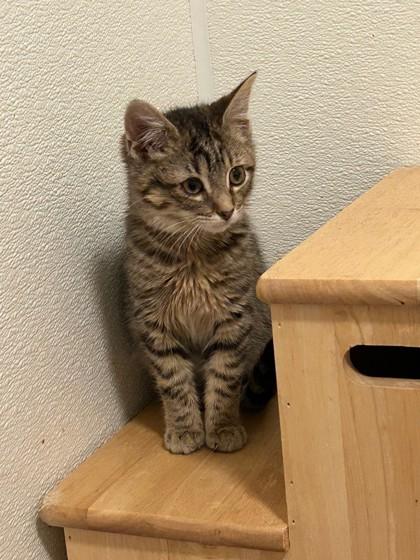 Enlarge Roo, a Adoptable mixed breed in Maumee, OH image 2/3