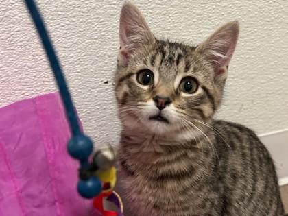 Enlarge Roo, a Adoptable mixed breed in Maumee, OH image 3/3