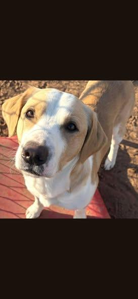 Enlarge Coltyn, an adopted Mixed Breed in Davenport, IA image 3/3