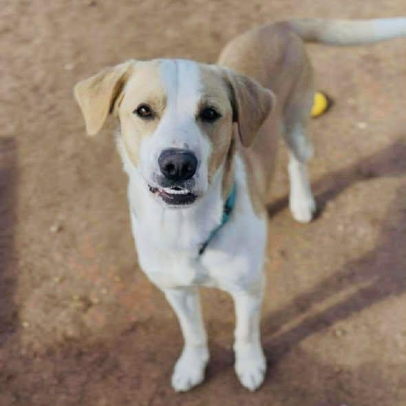 Enlarge Coltyn, an adopted Mixed Breed in Davenport, IA image 2/3
