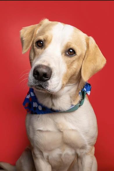 Enlarge Coltyn, an adopted Mixed Breed in Davenport, IA image 1/3
