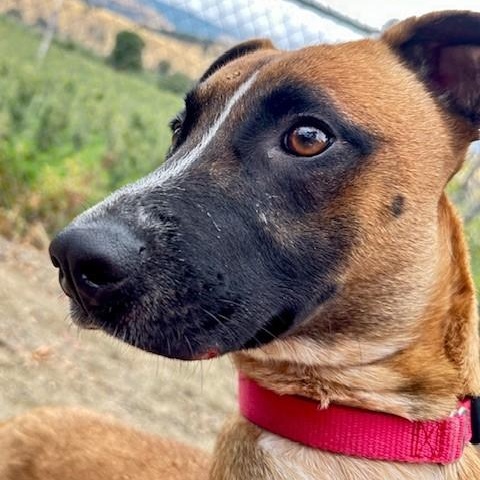 Skipper, an adoptable Belgian Shepherd / Malinois, Australian Cattle Dog / Blue Heeler in Phoenix, OR, 97535 | Photo Image 3