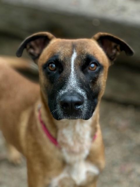 Skipper, an adoptable Belgian Shepherd / Malinois, Australian Cattle Dog / Blue Heeler in Phoenix, OR, 97535 | Photo Image 2
