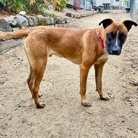 Skipper, an adoptable Belgian Shepherd / Malinois, Australian Cattle Dog / Blue Heeler in Phoenix, OR, 97535 | Photo Image 5