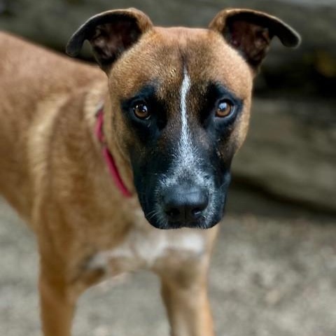 Skipper, an adoptable Belgian Shepherd / Malinois, Australian Cattle Dog / Blue Heeler in Phoenix, OR, 97535 | Photo Image 1