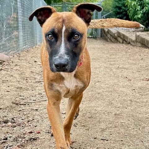 Skipper, an adoptable Belgian Shepherd / Malinois, Australian Cattle Dog / Blue Heeler in Phoenix, OR, 97535 | Photo Image 4