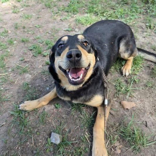 Tiffany, Adoptable, Adult Female Black and Tan Coonhound & Labrador Retriever.