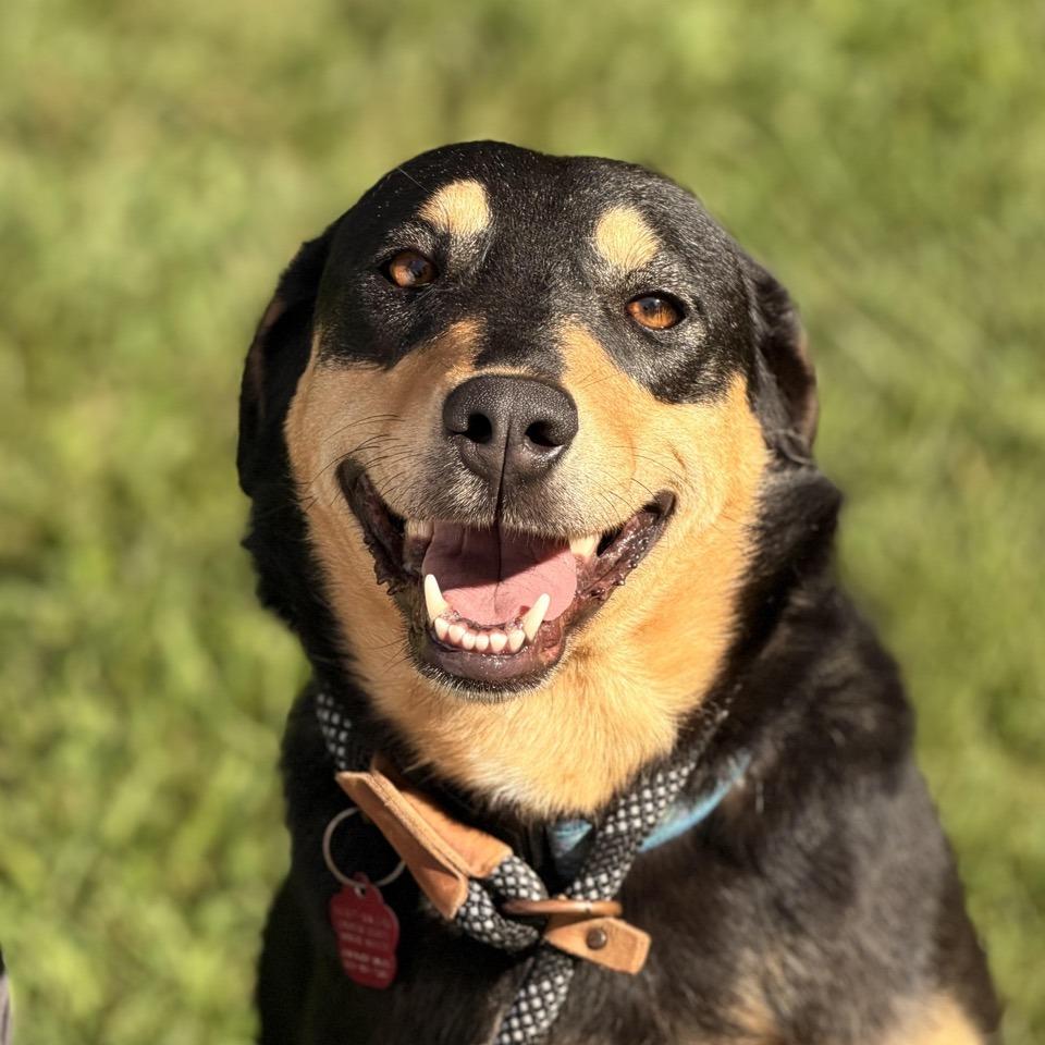Tiffany, a Adoptable mixed breed in Sparta, NJ image 2/6