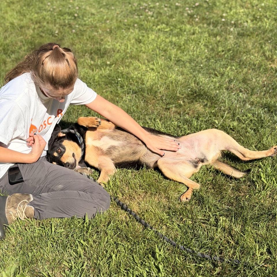 Tiffany, a Adoptable mixed breed in Sparta, NJ image 3/6