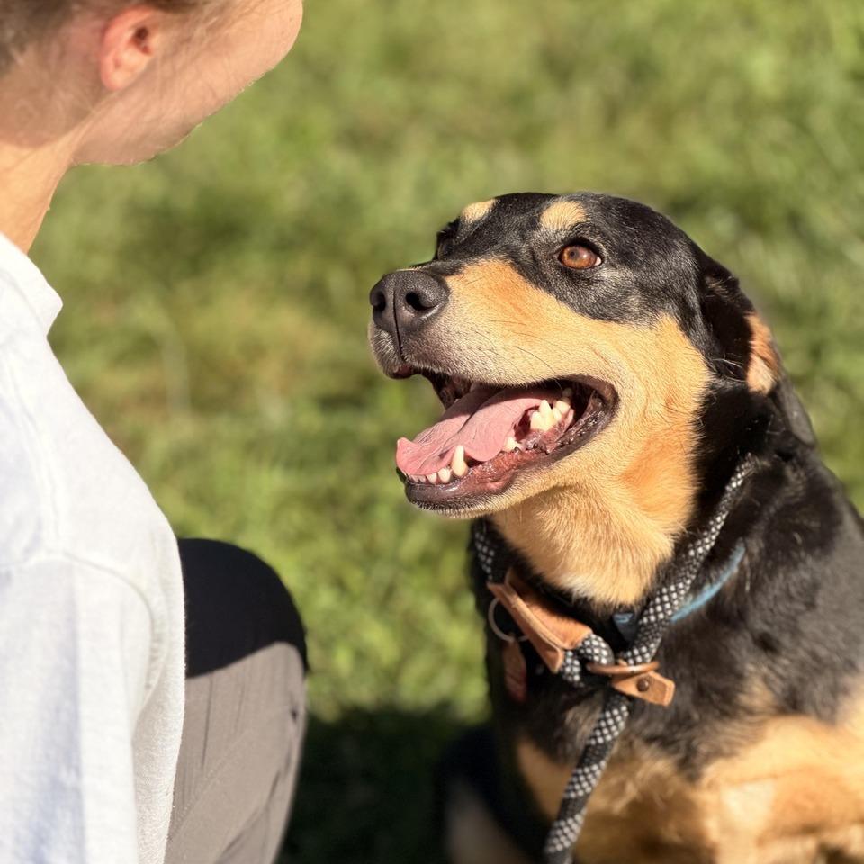 Tiffany, a Adoptable mixed breed in Sparta, NJ image 4/6