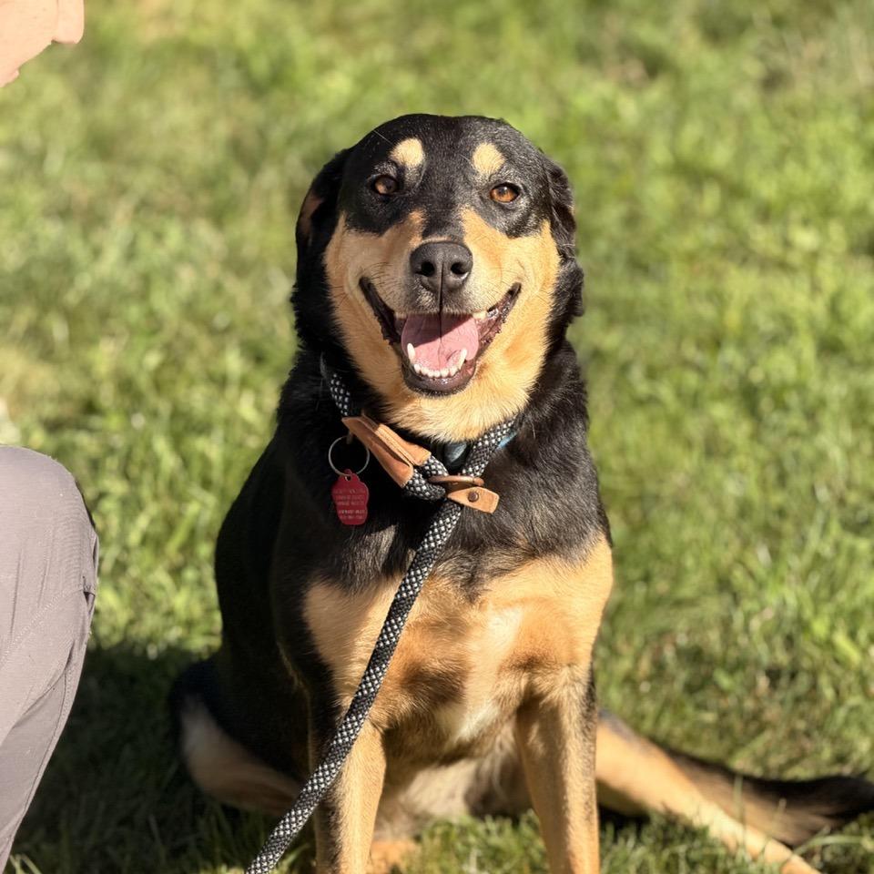 Tiffany, a Adoptable mixed breed in Sparta, NJ image 6/6