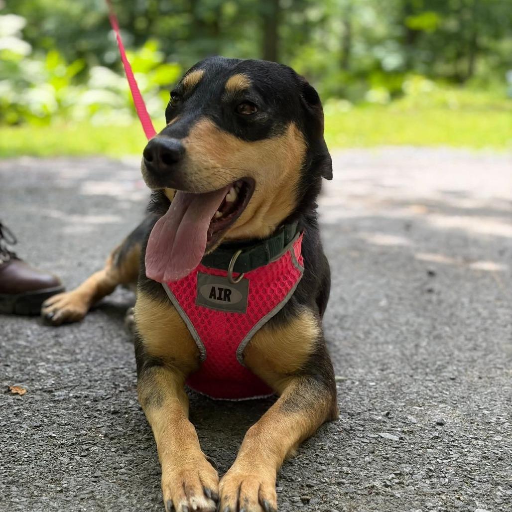 Enlarge Tiffany, a Adoptable mixed breed in Sparta, NJ image 2/6
