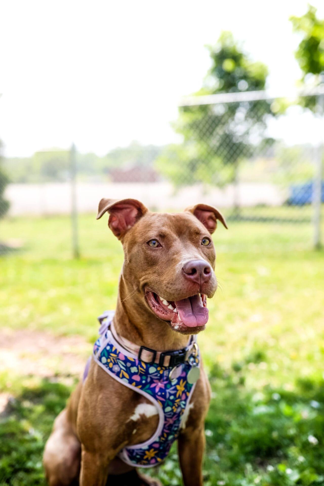 Enlarge Nala, a Adoptable mixed breed in Pontiac, MI image 1/1