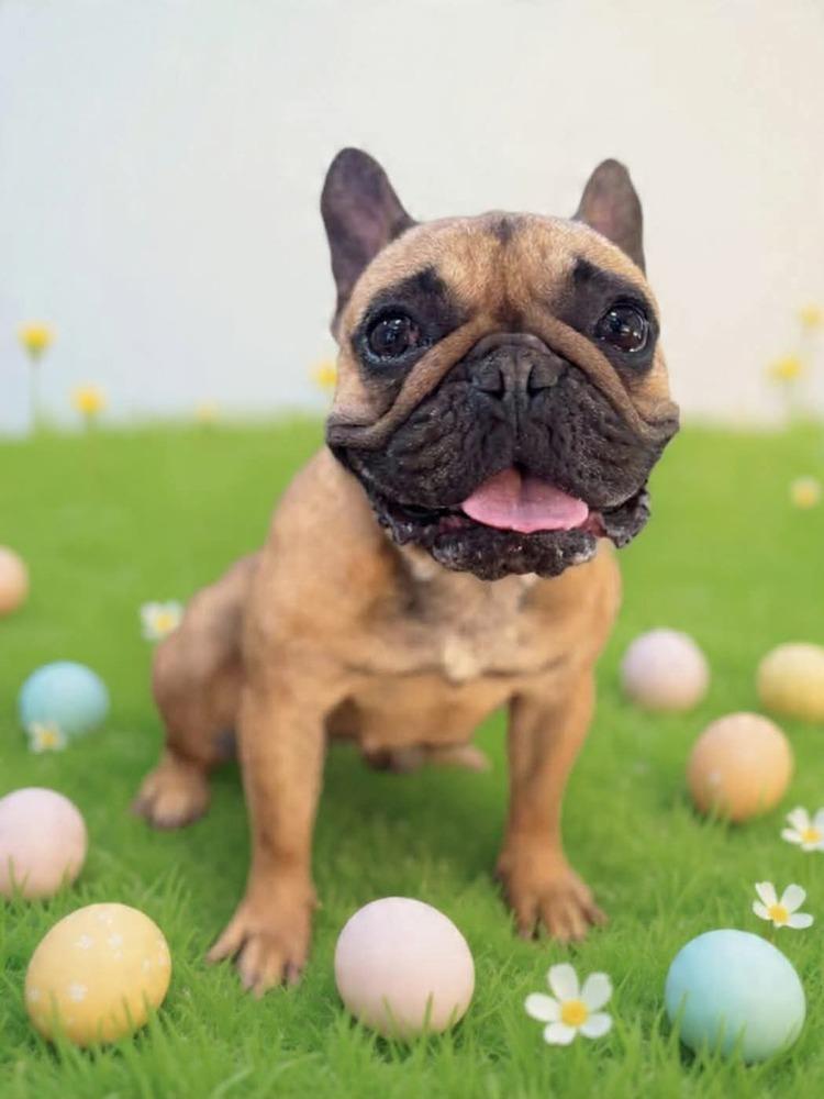 Delilah, Adoptable, Adult Female French Bulldog.