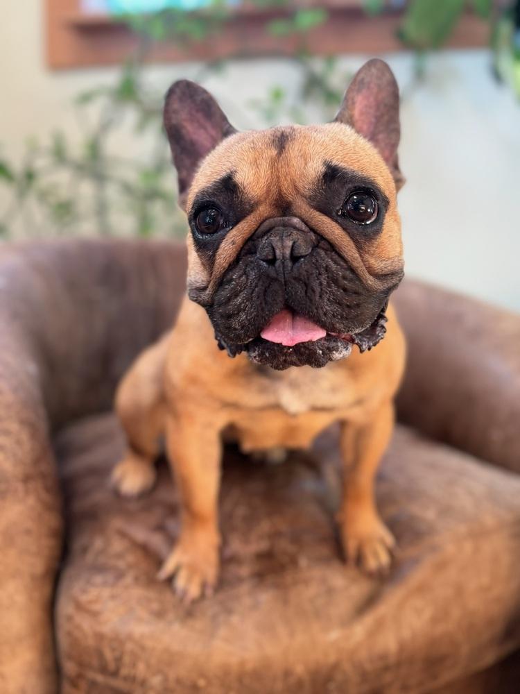 Delilah, a Adoptable French Bulldog in Tucson, AZ image 2/6