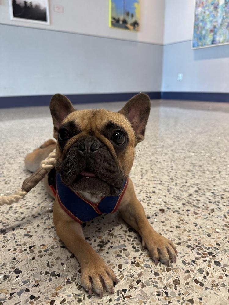 Delilah, a Adoptable French Bulldog in Tucson, AZ image 3/6