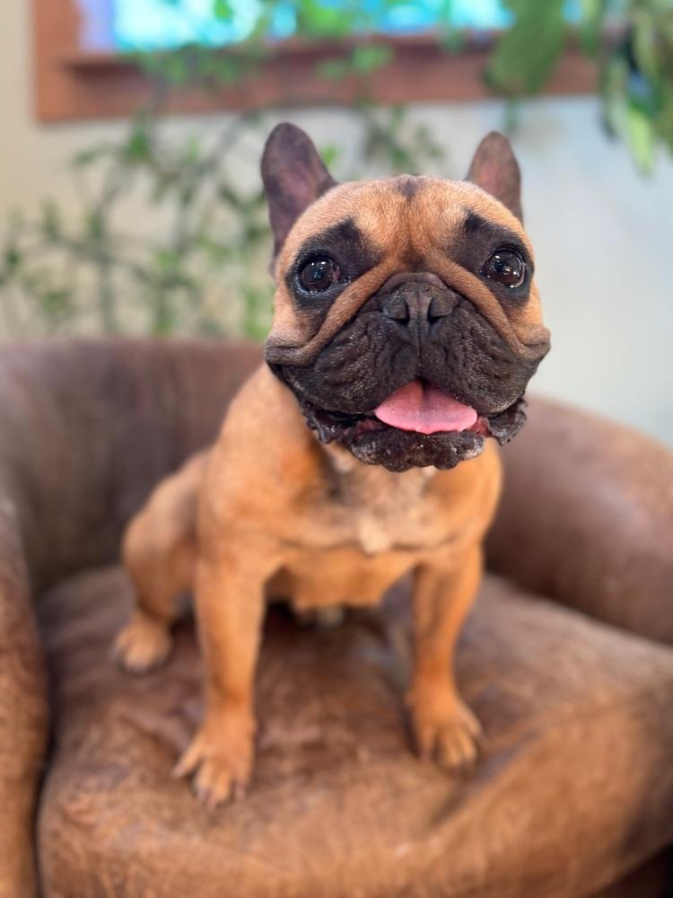 Delilah, a Adoptable French Bulldog in Tucson, AZ image 4/6