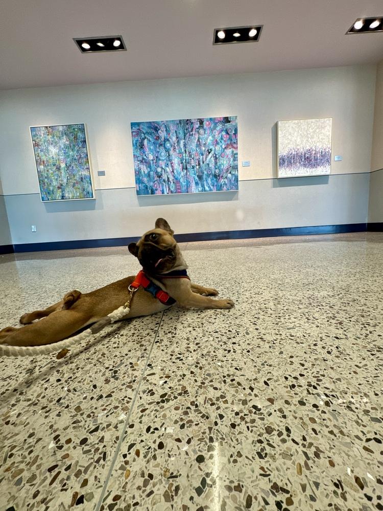 Delilah, a Adoptable French Bulldog in Tucson, AZ image 5/6