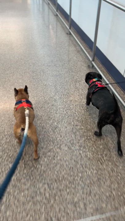 Enlarge Delilah, a Adoptable French Bulldog in Tucson, AZ video 6/6