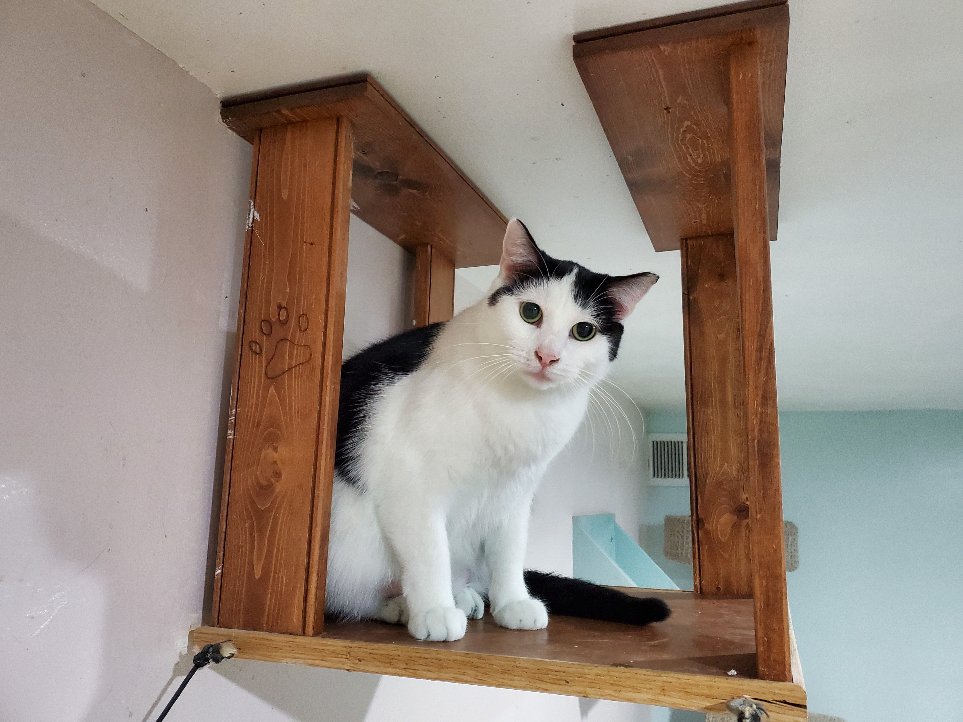 Enlarge Fergi, a Adoptable Domestic Short Hair in Chicago, IL image 1/2
