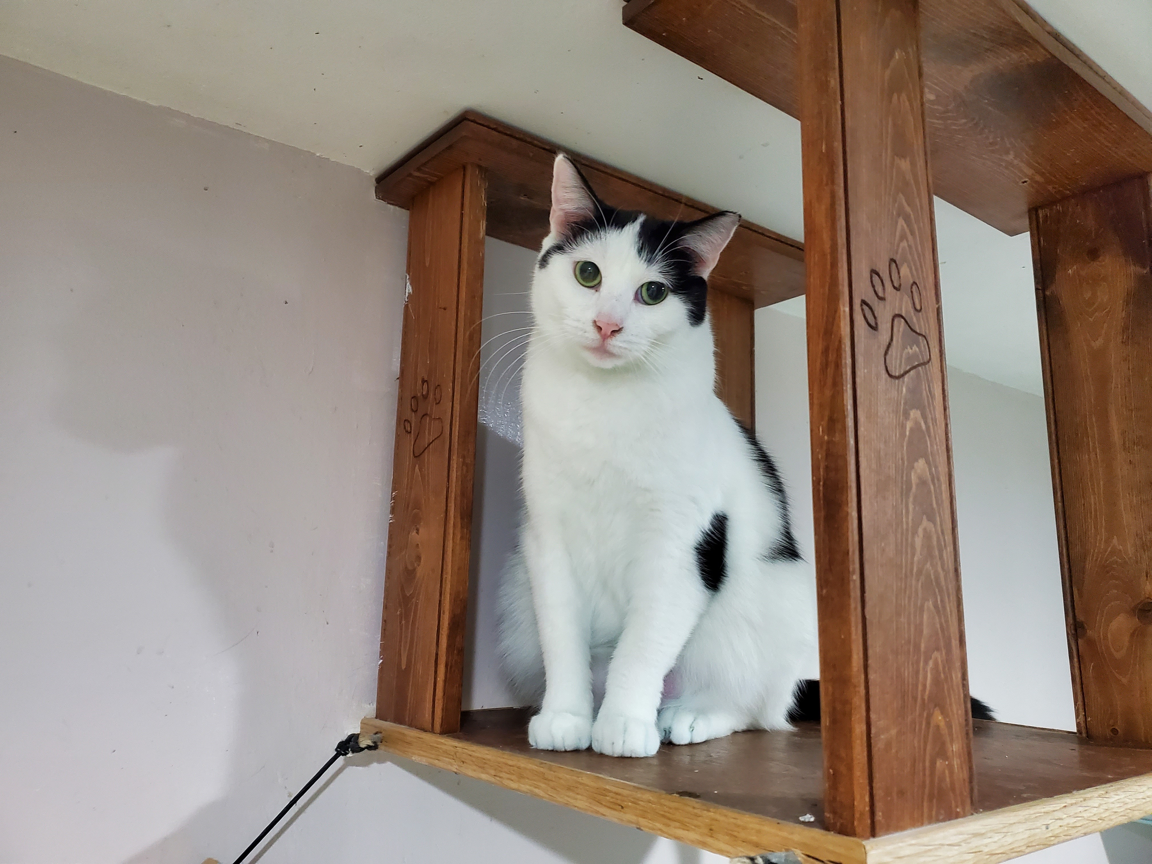 Enlarge Fergi, a Adoptable Domestic Short Hair in Chicago, IL image 2/2